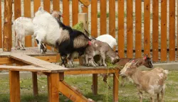 Osijek 12. 03. 2026, Zoo hotel i Zoo vrt Osijek. Uvodna konferenccija Projekta ZOO PAST - PORT i svečano otvorenje Slavonskog sela u Zoo vrtu. Slavonsko selo.snimio GOJKO MITIĆ