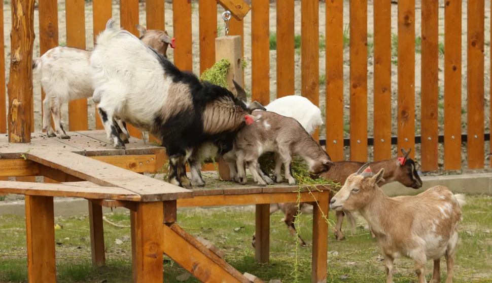 Osijek 12. 03. 2026, Zoo hotel i Zoo vrt Osijek. Uvodna konferenccija Projekta ZOO PAST - PORT i svečano otvorenje Slavonskog sela u Zoo vrtu. Slavonsko selo.snimio GOJKO MITIĆ