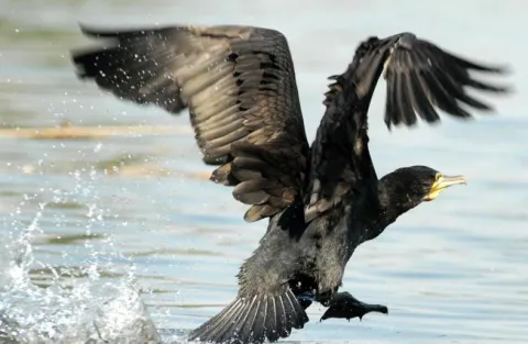 Kopački rit: 08.06.2010Kormoran uzljeće, tamanitelj ribe, visok vodostaj odgovara kopačkom rituSnimio: Josip eri
