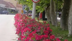 Ruže puzačice u Županjifoto: Marija Le&scaron;ić Omerović