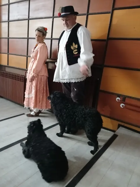 Hrvatski ovčar
