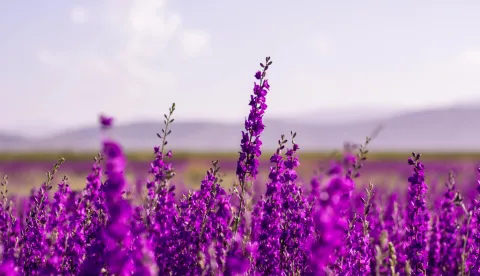lavanda biljka