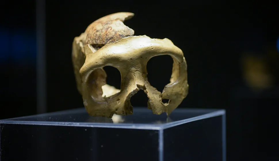 06.11.2025., Zagreb - Otvaranje izlozbe "Lubanja C - svjetska paleoantropoloska bastina". Interdisciplinarni muzeoloski i znanstveno-edukativni projekt posvecen je jednom od najvaznijih fosilnih nalaza iz fundusa Muzeja tzv. Lubanji C (Krapina 3). Photo: Neva Zganec/PIXSELL