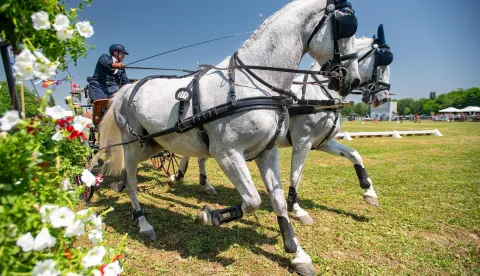 Konjički turnir u Feričancima