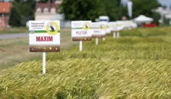 Osijek, 26. 05. 2026., Poljoprivredni institut, Dani polja, p&scaron;enice i ječma, sorte ječma, ječam SNIMIO BRUNO JOBST