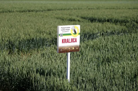 Osijek, 26. 05. 2026., Poljoprivredni institut, Dani polja, p&scaron;enice i ječma, sorte p&scaron;enice, p&scaron;enica; sorta Kraljica SNIMIO BRUNO JOBST