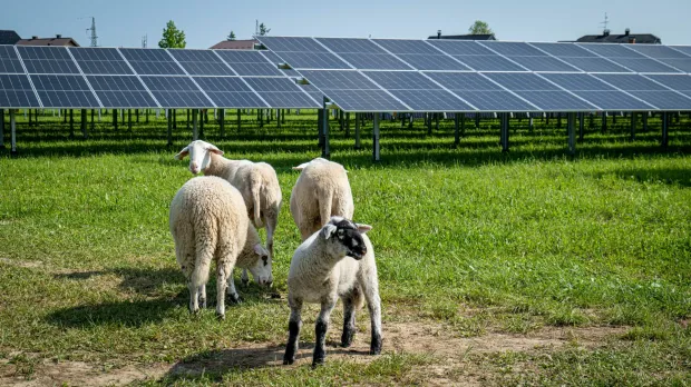 21.06.2023., Ivanec - Tvrtka Solida grupa, koja u svom vlasnistvu posjeduje mrezu od 30 solarnih elektrana, u Ivancu gradi prvu agrosolarnu elektranu u Hrvatskoj. Elektrana se gradi na golemoj povrsini od 20 hektara.Instalirana snaga iznosit ce 15 MW/p, a zavrsetak radova na 10 milijuna eura vrijednoj investiciji ocekuje se sredinom 2024. Photo: Solida Grupa/PIXSELL