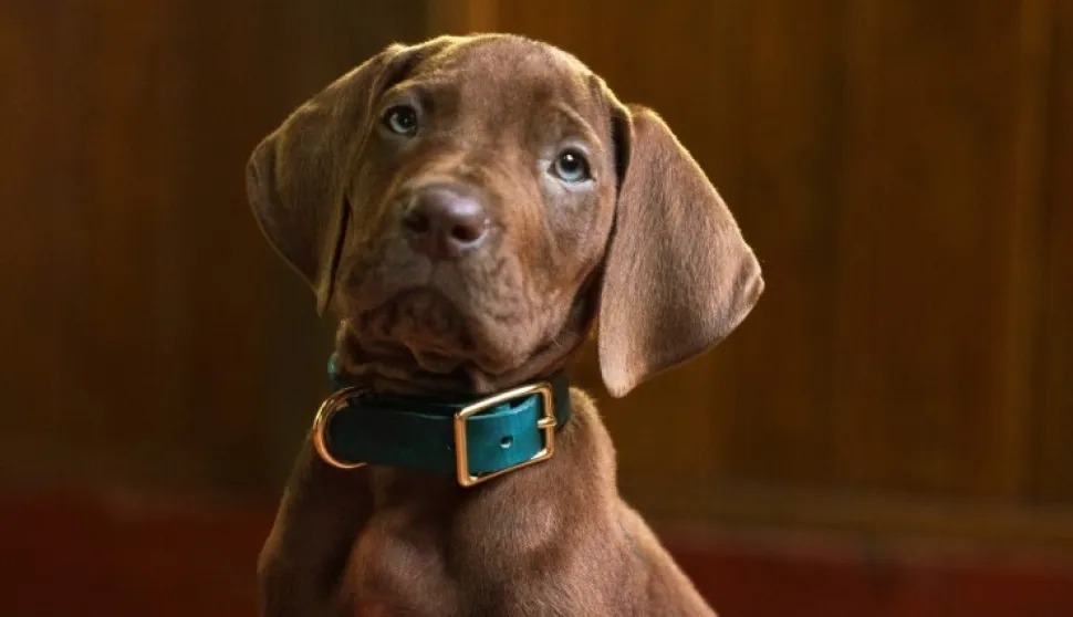 Scooby Doo