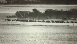 Noćna snimka krda jelena iznad Suze