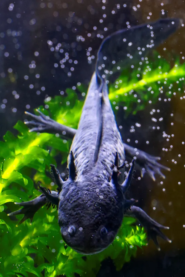 A critically endangered axolotl (Ambystoma mexicanum), a salamander native to central Mexico's lakes, at an axolotl sanctuary in Xochimilco, as its use in public imagery ahead of the FIFA World Cup 2026 has divided residents who say more should be done to protect its habitat, in Mexico City, Mexico, May 19, 2026. REUTERS/Raquel Cunha Photo: Raquel CUNHA/REUTERS