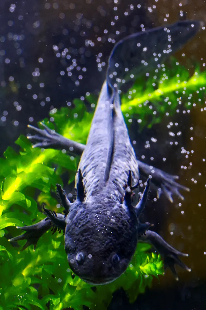 A critically endangered axolotl (Ambystoma mexicanum), a salamander native to central Mexico's lakes, at an axolotl sanctuary in Xochimilco, as its use in public imagery ahead of the FIFA World Cup 2026 has divided residents who say more should be done to protect its habitat, in Mexico City, Mexico, May 19, 2026. REUTERS/Raquel Cunha Photo: Raquel CUNHA/REUTERS