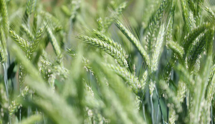 Osijek, 26. 05. 2026., poljoprivreda; p&scaron;enica; urod; slobodnjak, slobodnjaci SNIMIO BRUNO JOBST