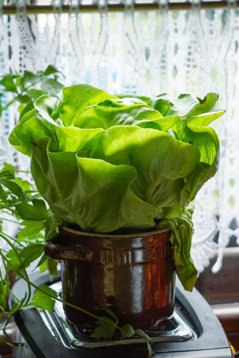 salata u kaliću