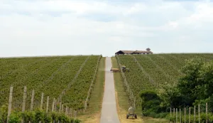 Baranja po vinima hrvatski Bordeaux i Champagna