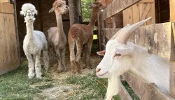 NORMANCI - Eponina farmica u Normancima dom je alpakama, ali i prepoznatljivim valais ovcama, mini kozama, zečevima, koko&scaron;ima&hellip; Iza ideje nastale, kako ističu, "iz ljubavi prema životinjama i želje da se ta ljubav podijeli", stoje Aleksandar Kibel i Ivan Ptičar Kibel. Jedan je kardiolog, a drugi profesor povijesti.LIPANJ 2026.