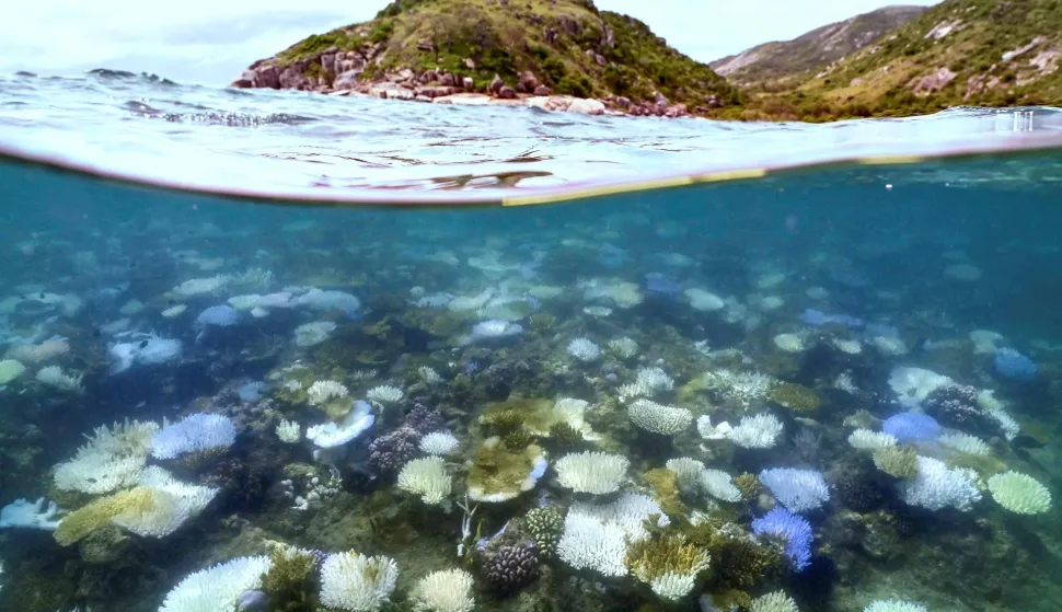 (FILES) This underwater photo taken on April 5, 2024, shows bleached and dead coral around Lizard Island on the Great Barrier Reef, located 270 kilometres (167 miles) north of the city of Cairns. The arrival of a potentially powerful El Nino weather system in 2026 could devastate coral reefs around the world already weakened by back-to-back rounds of bleaching, scientists warn. (Photo by DAVID GRAY/AFP)/To go with AFP story oceans-environment-climate-El Nino, FOCUS by Sara HUSSEIN