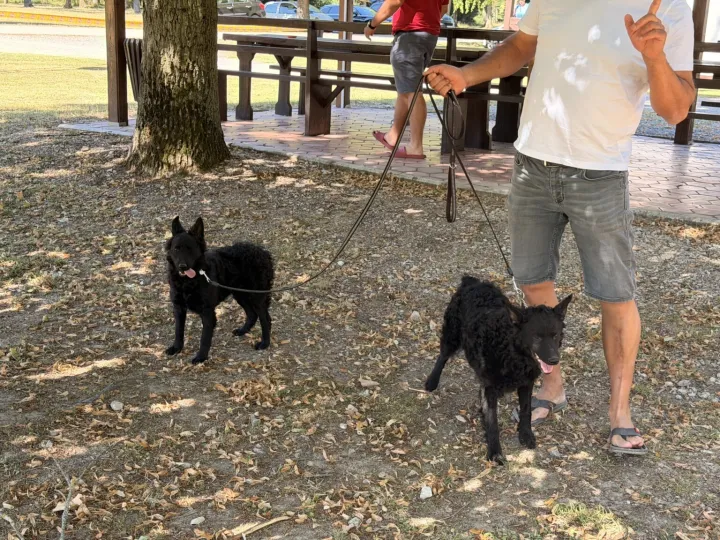 U lovi&scaron;tu Stari Kunjevci danas se održava tradicionalna smotra i uzgojni pregled pasa u organizaciji Kinolo&scaron;kog dru&scaron;tva Vinkovci, a sve povodom obilježavanja Dana grada Vinkovaca.