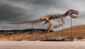 Tiranosaur Rex Gus
