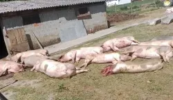 U Baranji je sve manje svinjogojaca, u strahu su od nove pojave afričke svinjske kuge