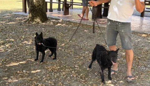 U lovi&scaron;tu Stari Kunjevci danas se održava tradicionalna smotra i uzgojni pregled pasa u organizaciji Kinolo&scaron;kog dru&scaron;tva Vinkovci, a sve povodom obilježavanja Dana grada Vinkovaca.