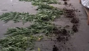 Zaplijenjena marihuana u Sarva&scaron;u i Bijelom Brdu