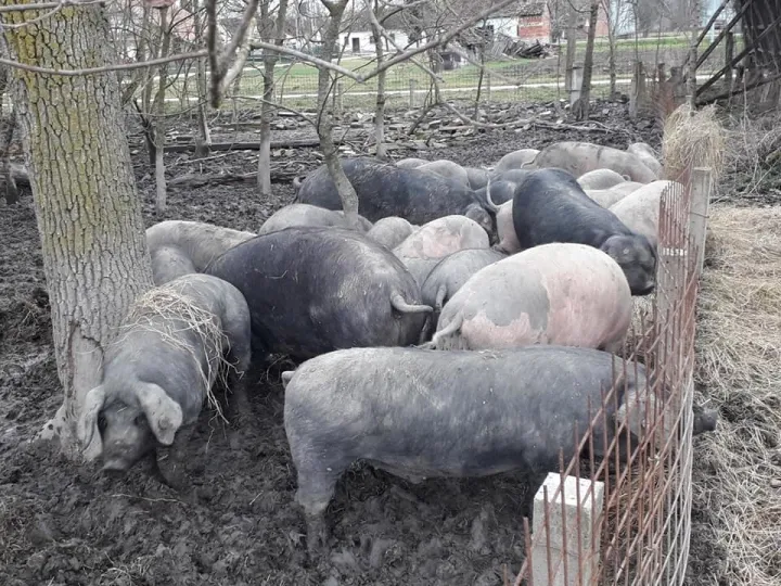 Živio je svinjogojstvo, uni&scaron;tio ga je ASK, od revitalizacije odustao