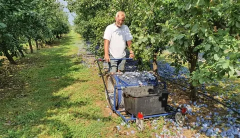 OTOK - Josip Božičević voli slikati otočke motive i raditi u svom voćnjaku2026.