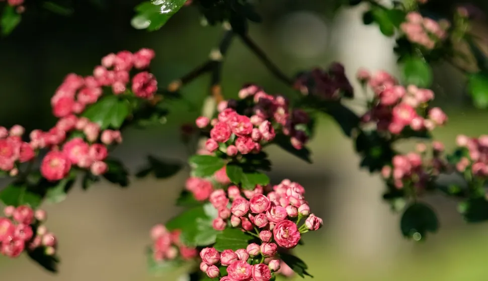 Crataegus monogyna, GLOG
