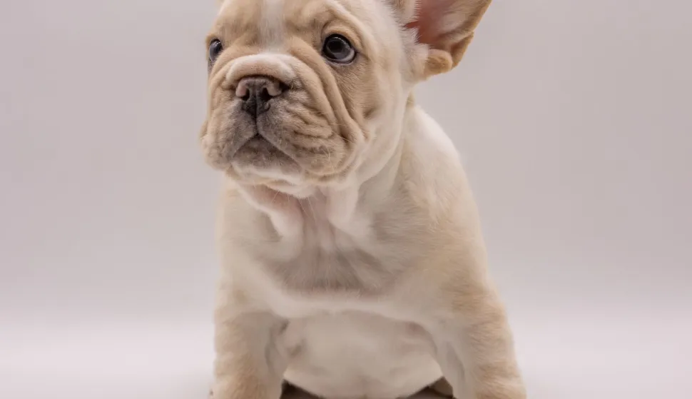 francuski buldog