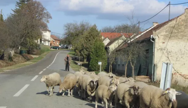 Đakov&scaron;tina gori na 40 stupnjeva, bunari presu&scaron;uju, stočari vodu traže na izvorima