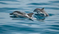 delfini dupini