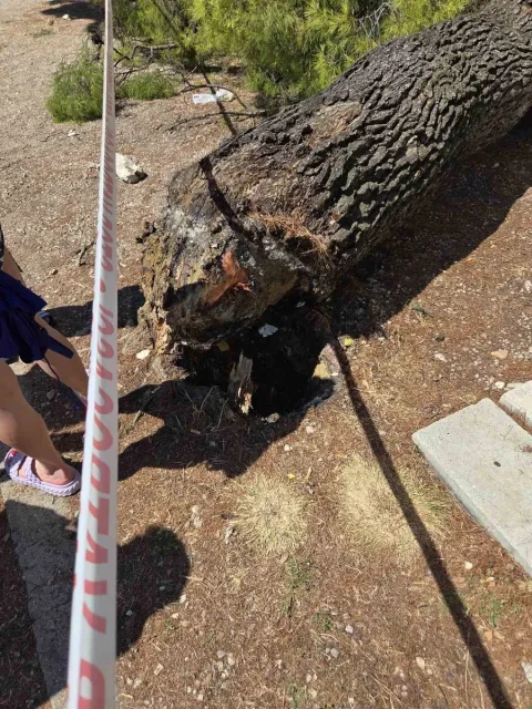 Alepski bor sru&scaron;io se na crikveničkoj plaži, ozlijeđeno četvero kupača