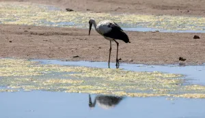A stork walks on the sand exposed by the receding waters of the Danube river in Batina, northeastern Croatia on August 9, 2026. (Photo by MARKO PERKOV/AFP)