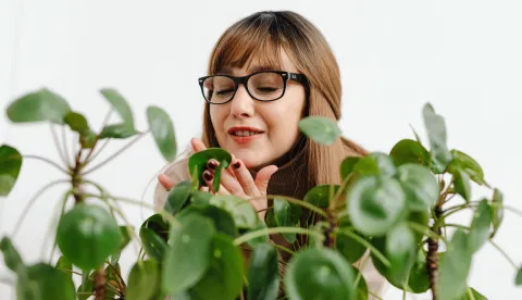 Pilea peperomioides biljka novca