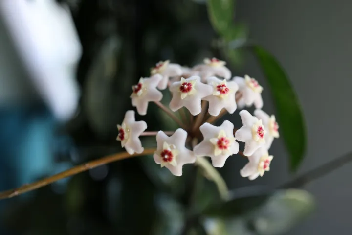 Hoya Bella