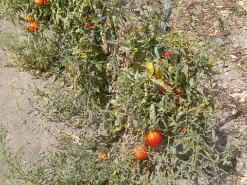 Povrtlari predlažu osnivanje fonda za klimatske promjene, uplaćivali bi poljoprivrednici