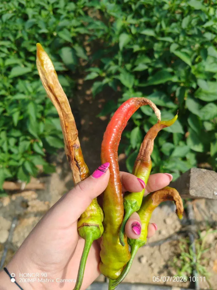 Vrućine su &ldquo;skuhale&rdquo; papriku: Unatoč manjem prinosu, cijena začinske paprike ostaje 30 &euro; za kilogram