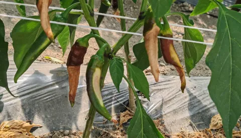 Vrućine su &ldquo;skuhale&rdquo; papriku: Unatoč manjem prinosu, cijena začinske paprike ostaje 30 &euro; za kilogram