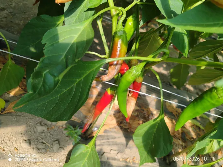 Paprika Kopačevo