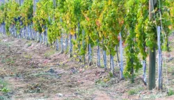 vinogradi vinogradi vinograd kutjevo berba grođe------4 st color ekonomija