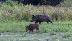 Baranja, 02.10.2025. - Ministarstvo poljoprivrede, &scaron;umarstva i ribarstva u četvrtak je izvijestilo kako je radi suzbijanja afričke svinjske kuge (ASK), povećana naknada za odstrel divljih svinja na 100 eura po grlu. Na fotografiji divlje svinje. foto HINA/ tm