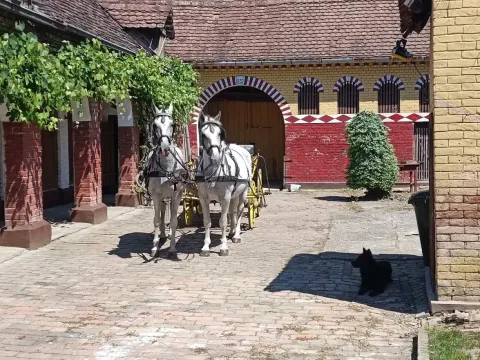 &Scaron;okačka lady, Županja (2)
