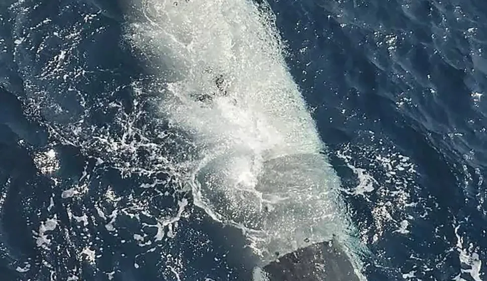 This handout photograph released on the official Sepah News website of Iran's Islamic Revolutionary Guard Corps (IRGC) on September 8, 2026, reportedly shows an unmanned US submarine drone captured by the Guards in the Strait of Hormuz. Iran's Revolutionary Guards on September 8 said they seized an American submarine drone in the strategic Strait of Hormuz, which Tehran has blockaded in the months-long Middle East war. Iran has maintained a blockade of the Strait of Hormuz, which normally carries about a fifth of the world's oil and liquefied natural gas exports, since the outbreak of the war in late February. (Photo by Handout/SEPAHNEWS.COM/AFP)/