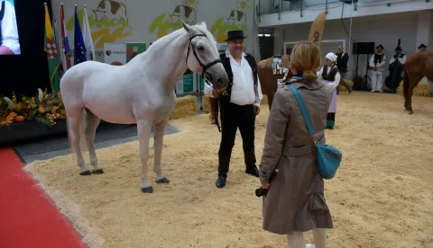 Gudovac, 11.09.2026. - Trideset treći Jesenski međunarodni bjelovarski sajam svečano je otvoren u petak na Sajamskom prostoru Gudovac, uz vi&scaron;e od 400 izlagača iz Hrvatske i inozemstva te 33. Državnu stočarsku izložbu koja okuplja 193 izlagača domaćih životinja. foto HINA/ Igor KOKORU&Scaron;/ tm