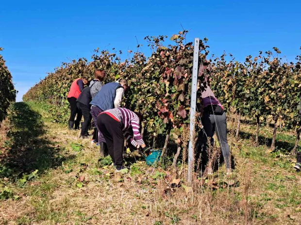 Berba u Slavoniji i Baranji počinje sve ranije: Urod grožđa ne&scaron;to je manji, ali mu je kvaliteta vrhunska