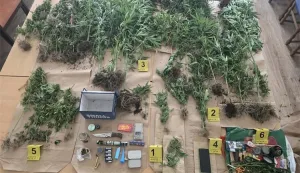 PU osječko-baranjska, Beli&scaron;će, droga, marihuana, indijska konoplje, pribor za drogu, rujan 2026.