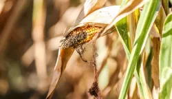 07.09.2026., Sisak - Visoke temeprature i dugo razdoblje bez kise ostavilo je traga i na kvaliteti u poljoprivrednim kulturama. Photo: Emica Elvedji/PIXSELL