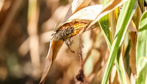 07.09.2026., Sisak - Visoke temeprature i dugo razdoblje bez kise ostavilo je traga i na kvaliteti u poljoprivrednim kulturama. Photo: Emica Elvedji/PIXSELL