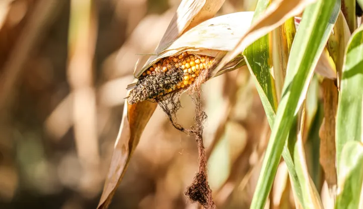 07.09.2026., Sisak - Visoke temeprature i dugo razdoblje bez kise ostavilo je traga i na kvaliteti u poljoprivrednim kulturama. Photo: Emica Elvedji/PIXSELL