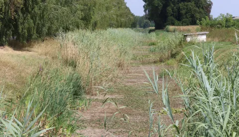 Kopačevo, 19. 08. 2026, Park prirode, Kopački rit. Reportaža, nizak vodostaj, su&scaron;a u Kopačkom ritu. Kozjak, inače popularno ribičko mjesto, kanali u Kozjaku potpuno presu&scaron;ili.snimio GOJKO MITIĆ